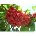 High Quality Cherry Seeds For Sale Very Delicious Fruit Tree Seeds